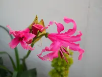 DSCN2582.webp