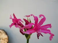 DSCN2583.webp