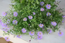 Blaue Gaensebluemchen 05.09.13.webp