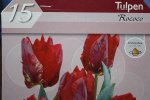 Rococo Tulpen.jpg