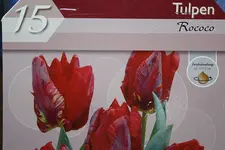 Rococo Tulpen.webp