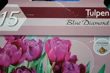 Tulpen Blue Diamond.webp