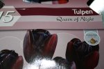 Tulpen Queen of Night.jpg