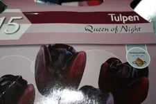 Tulpen Queen of Night.webp
