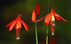 Korallentröpfchen mit Fliege_1280.webp