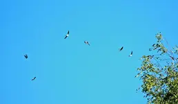 das große Schwalbensammeln_1280.webp