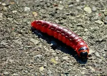 Raupe eines Weidenbohrers_900.webp