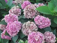 008.webp