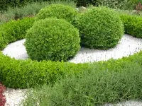 Bild 1387.webp
