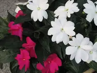 006.webp