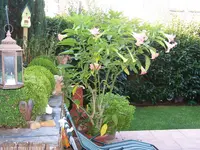 100_3835.webp