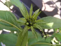 Lemon Queen.webp