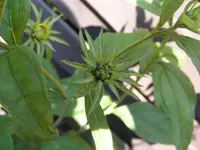 Lemon Queen2.webp