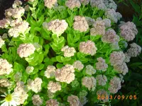 sept02 007.webp