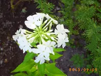 sept02 029.webp