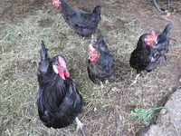 T_Hühners_08_2013_mr.ditschy.webp