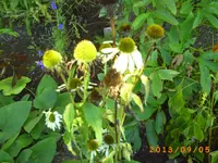 sept02 027.webp