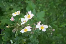 Anemone hupehensis rosa 17.08.13.webp
