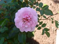 P1090370.webp