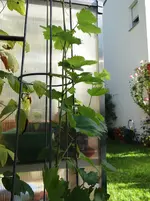 Wein2.webp