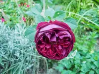CIMG0129.webp