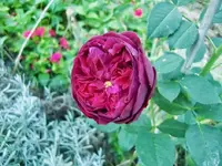 CIMG0130.webp