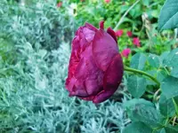 CIMG0131.webp