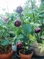 CIMG0105.webp