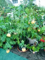 CIMG0117.webp