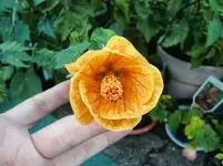 CIMG0120.webp
