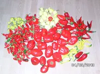 Chili.webp