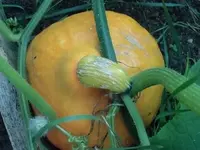 Frucht1.webp