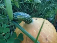 Frucht2.webp