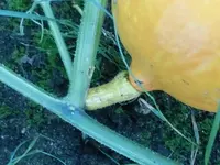 Frucht3.webp