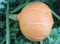 Frucht4.webp