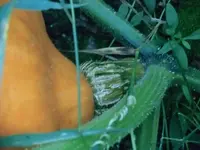 Frucht6.webp