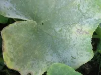 Blatt3.webp