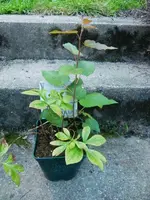 CIMG0886.webp