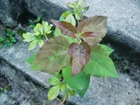 CIMG0888.webp