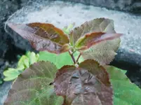 CIMG0890.webp