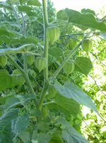 P1090440.webp