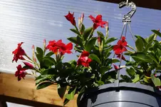 _DSC3294.webp