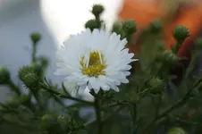_DSC3296.webp