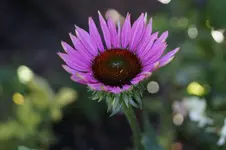 _DSC3301.webp