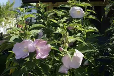 _DSC3283.webp