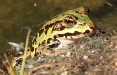 Frosch 130906.webp