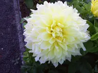 100_5646.webp