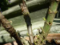 P1040424.webp