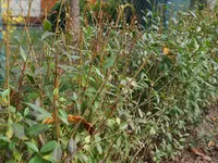 comp_P9069482.webp