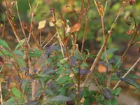 comp_P9069484.webp